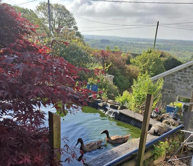 Cosy Cornish Cabin 圣奥斯特尔 外观 照片
